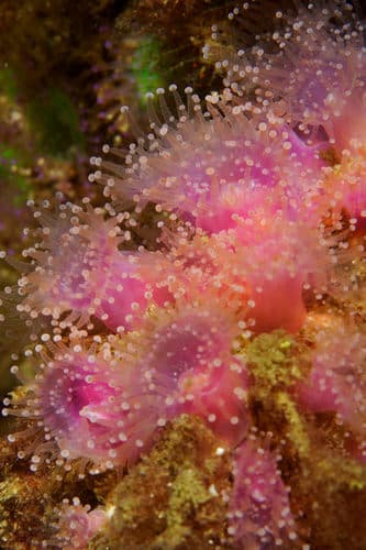 Corallimorphs