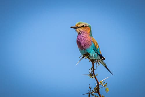 Lilac-breasted Roller