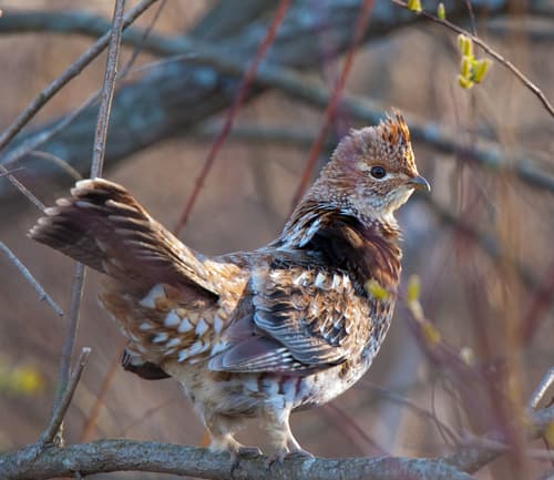 (c) Wayne Fidler, some rights reserved (CC BY-NC), uploaded by Wayne Fidler