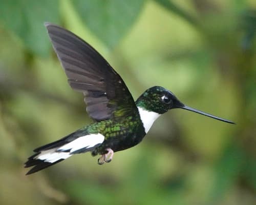 Collared Inca