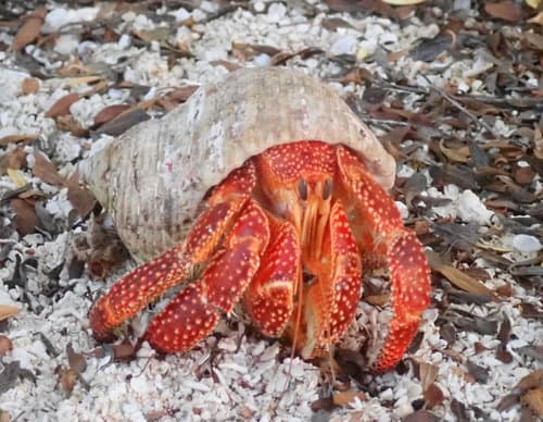 Strawberry Hermit Crab