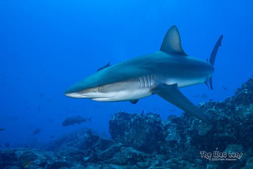 Galápagos Shark