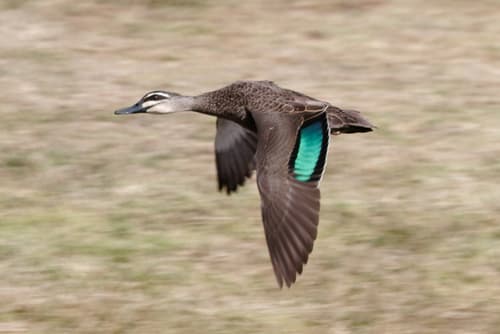 Pacific Black Duck