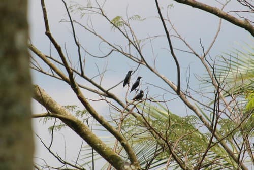 Asian Glossy Starling (Bali)