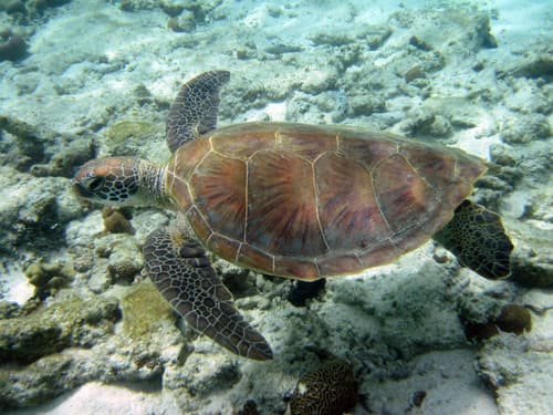 Green Sea Turtles