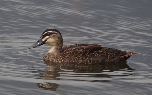 Pacific Black Duck