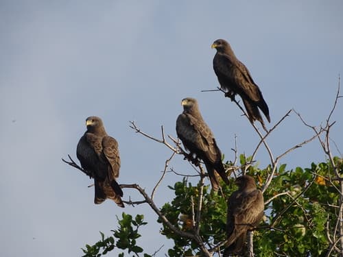 Black Kite