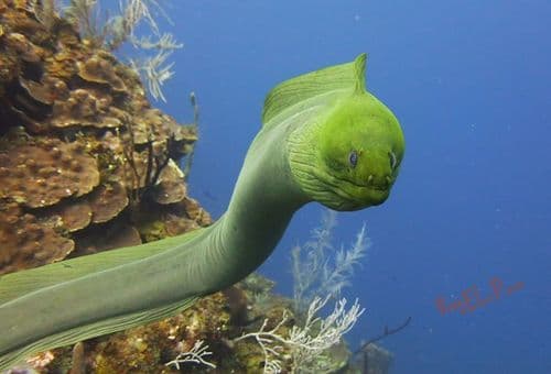 Morays