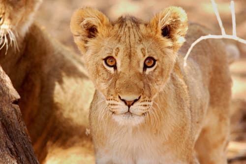 Lion