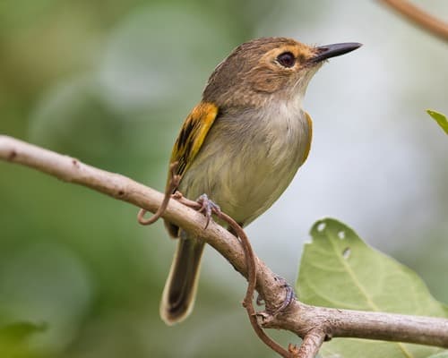 Rusty-fronted Tody-Flycatcher