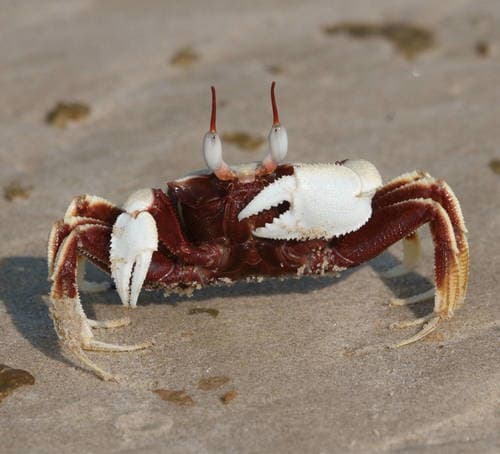Horned Ghost Crab