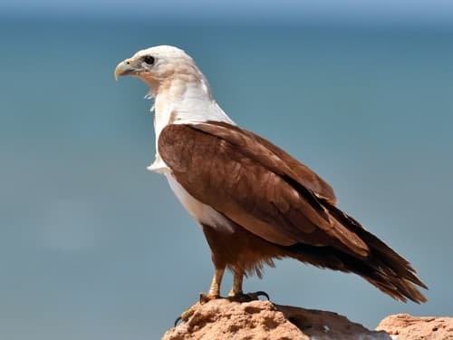 Brahminy Kite