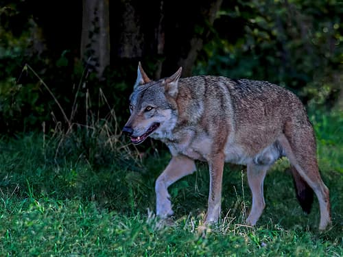 Gray Wolf