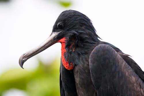 Frigatebirds