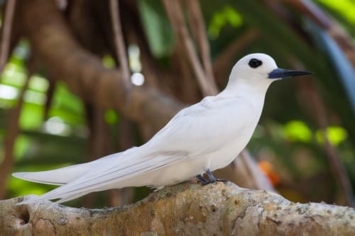 White Tern