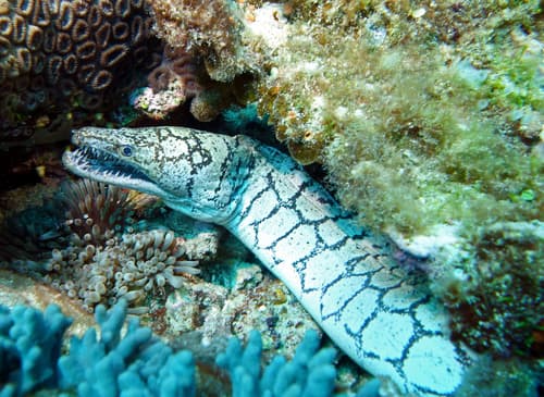 Northern Isabela Island