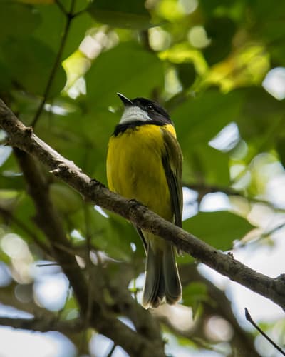 Lord Howe Golden Whistler