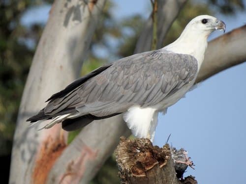 White-bellied Sea-Eagle