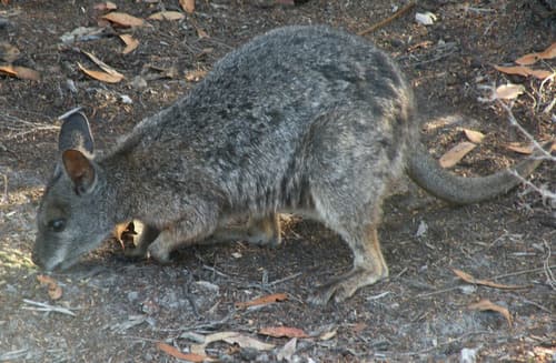 Tammar Wallaby