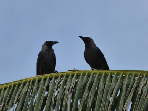 House Crow (Maldives)