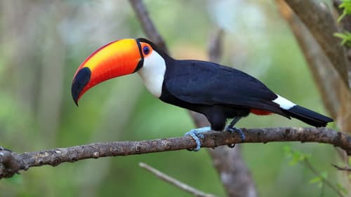 Toucans