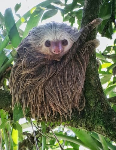 Sloths
