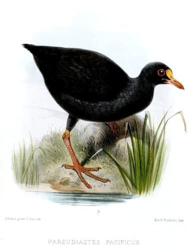 Samoan Moorhen