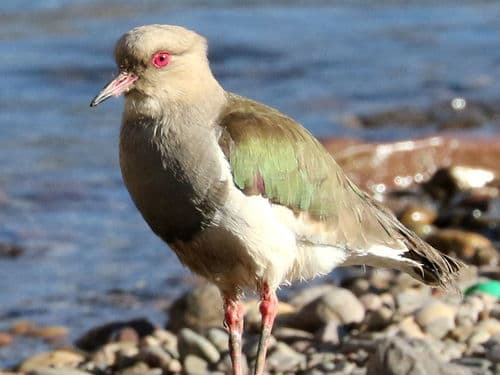 Andean Lapwing