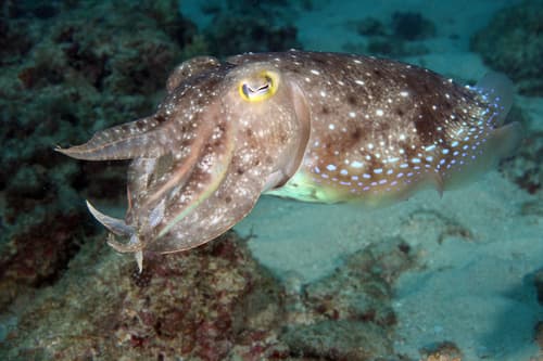 Broadclub Cuttlefish