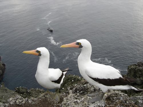 Typical Boobies
