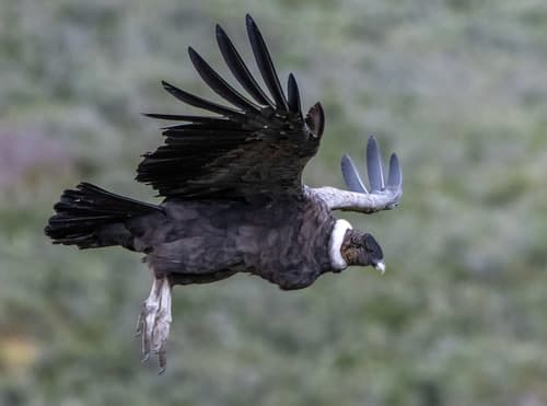 Andean Condor