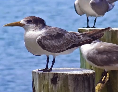 Great Crested Tern