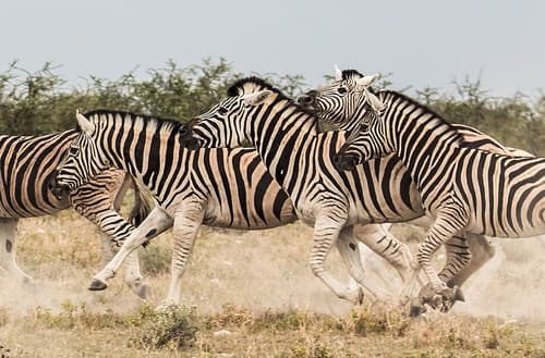 Plains Zebra