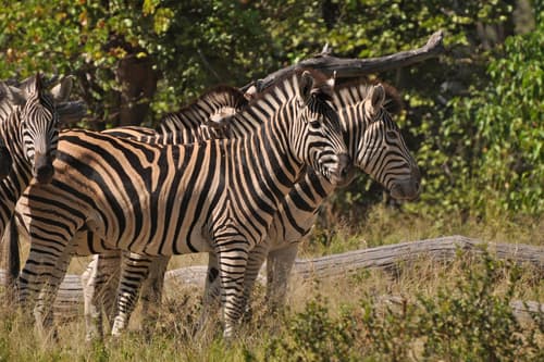 (c) David Martin, some rights reserved (CC BY-NC), uploaded by David Martin