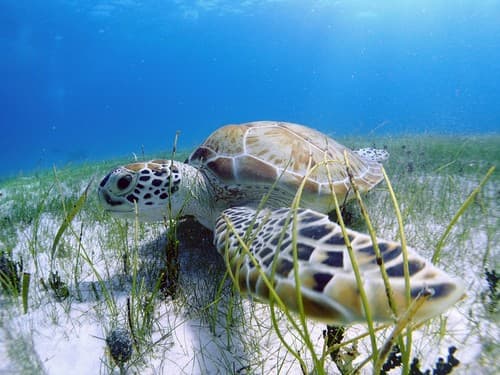 Green Sea Turtles