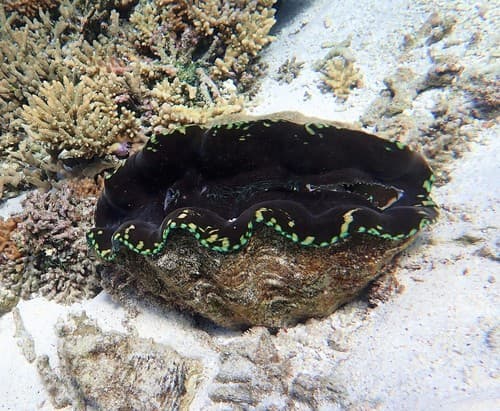 Giant Clams