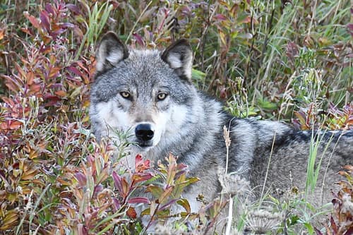 (c) Stephen DeHart, some rights reserved (CC BY-NC), uploaded by Stephen DeHart