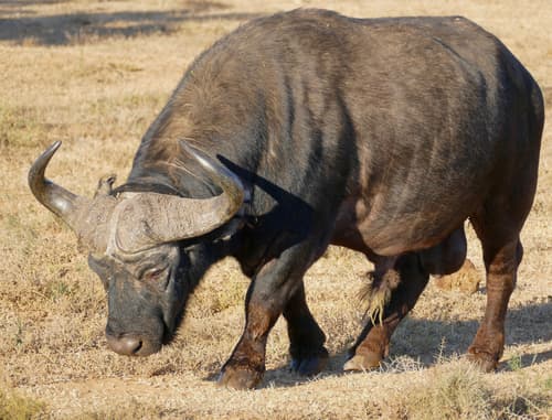 African Buffalo