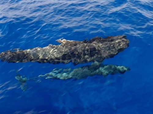 Oceanic Dolphins