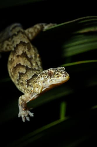 Lord Howe Marbled Gecko