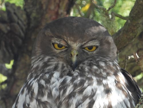 Barking Owl