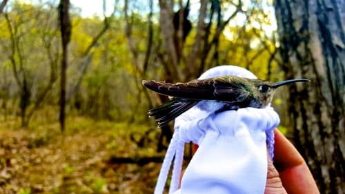 Tumbes Hummingbird