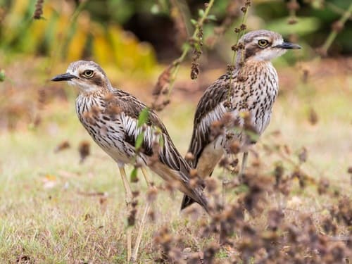 Bush Stone-curlew