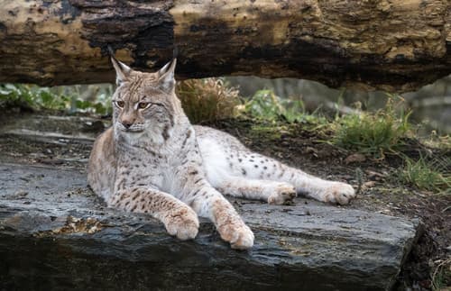 Eurasian Lynx
