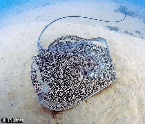 Whiptail Stingrays