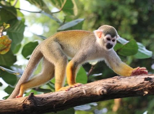Squirrel Monkeys
