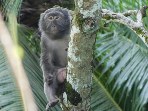 Nicobar Crab-eating Macaque