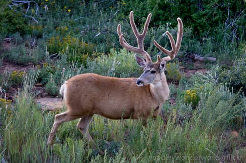 Rocky Mountain Mule Deer