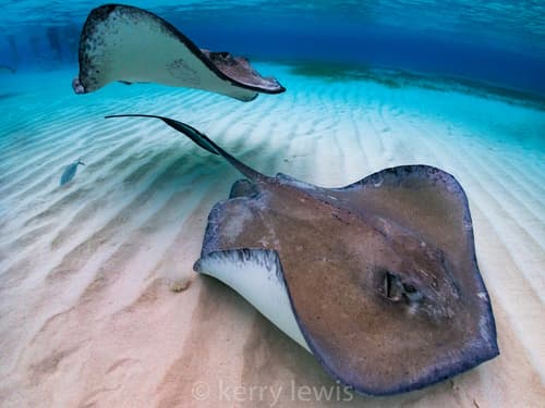 Southern Stingray