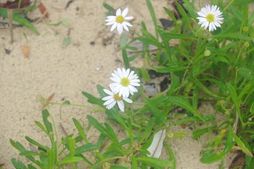grass daisy
